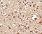 Junctophilin 4 antibody, 4923, ProSci, Immunohistochemistry frozen image 