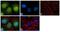 Annexin A1 antibody, 702057, Invitrogen Antibodies, Immunofluorescence image 