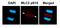 MLC-2 antibody, PA5-67500, Invitrogen Antibodies, Immunofluorescence image 