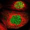 mAM antibody, NBP1-84610, Novus Biologicals, Immunofluorescence image 