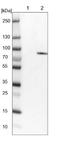 Ribosomal Protein S6 Kinase A1 antibody, NBP1-89647, Novus Biologicals, Western Blot image 