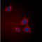 GRB2 Associated Binding Protein 1 antibody, orb393056, Biorbyt, Immunocytochemistry image 
