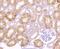 Plasminogen Activator, Urokinase antibody, NBP2-66766, Novus Biologicals, Immunohistochemistry paraffin image 