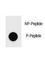 Poly(ADP-Ribose) Polymerase 1 antibody, F48726-0.4ML, NSJ Bioreagents, Dot Blot image 