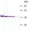 Cathepsin L/procathepsin L antibody, ALX-804-293-C200, Enzo Life Sciences, Western Blot image 