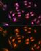 Adhesion Regulating Molecule 1 antibody, GTX65581, GeneTex, Immunofluorescence image 