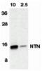 Neurturin antibody, MBS151317, MyBioSource, Western Blot image 