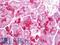 ARF6-Specific antibody, LS-B11684, Lifespan Biosciences, Immunohistochemistry frozen image 