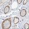 General Transcription Factor IIIC Subunit 2 antibody, NBP1-83062, Novus Biologicals, Immunohistochemistry frozen image 