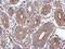 Sperm-associated antigen 8 antibody, PA5-31611, Invitrogen Antibodies, Immunohistochemistry paraffin image 