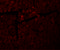 DET1 And DDB1 Associated 1 antibody, 6483, ProSci, Immunofluorescence image 