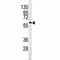 Caspase 10 antibody, F42859-0.4ML, NSJ Bioreagents, Western Blot image 