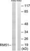 Mitochondrial Ribosomal Protein L51 antibody, TA315457, Origene, Western Blot image 