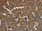 Catalase antibody, CSB-PA599838, Cusabio, Immunohistochemistry frozen image 
