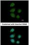 Piwi Like RNA-Mediated Gene Silencing 4 antibody, PA5-31448, Invitrogen Antibodies, Immunofluorescence image 