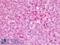 Alpha-1-Microglobulin/Bikunin Precursor antibody, LS-B9343, Lifespan Biosciences, Immunohistochemistry paraffin image 