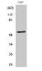 Transcriptional Adaptor 2A antibody, STJ95889, St John