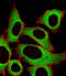 Aldehyde Dehydrogenase 1 Family Member A1 antibody, LS-C344226, Lifespan Biosciences, Immunofluorescence image 