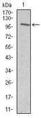 Vav Guanine Nucleotide Exchange Factor 1 antibody, MA5-17198, Invitrogen Antibodies, Western Blot image 