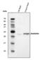 Phospholamban antibody, A01395-1, Boster Biological Technology, Western Blot image 
