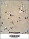 Myelin Protein Zero antibody, 63-552, ProSci, Immunohistochemistry frozen image 