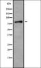 Ubiquitin Specific Peptidase 49 antibody, orb338789, Biorbyt, Western Blot image 