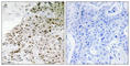 TATA-Box Binding Protein Associated Factor 13 antibody, abx013623, Abbexa, Western Blot image 