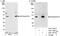 Eukaryotic Translation Initiation Factor 3 Subunit G antibody, A301-756A, Bethyl Labs, Western Blot image 