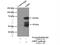 Guanylate Binding Protein 5 antibody, 13220-1-AP, Proteintech Group, Immunoprecipitation image 