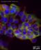 FAS antibody, ab22759, Abcam, Immunocytochemistry image 