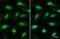 MutS Homolog 3 antibody, NBP2-19417, Novus Biologicals, Immunocytochemistry image 
