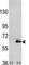 MAP2 antibody, F47823-0.4ML, NSJ Bioreagents, Western Blot image 