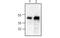 Protein L antibody, MBS835799, MyBioSource, Western Blot image 