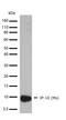 C-X-C Motif Chemokine Ligand 10 antibody, 701225, Invitrogen Antibodies, Western Blot image 