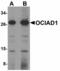 OCIA Domain Containing 1 antibody, LS-B5046, Lifespan Biosciences, Western Blot image 