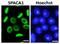 Sperm Acrosome Associated 1 antibody, GTX00749, GeneTex, Immunofluorescence image 