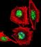 Empty Spiracles Homeobox 1 antibody, GTX80913, GeneTex, Immunofluorescence image 