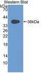 C-C Motif Chemokine Ligand 3 antibody, LS-C372456, Lifespan Biosciences, Western Blot image 