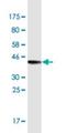 MIA SH3 Domain ER Export Factor 2 antibody, H00117153-M09-100ug, Novus Biologicals, Western Blot image 
