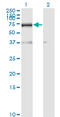 RNA Binding Motif Protein 39 antibody, LS-C133594, Lifespan Biosciences, Western Blot image 