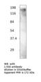 Nuclear Receptor Coactivator 2 antibody, MBS540180, MyBioSource, Western Blot image 