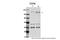 Transcription Factor 4 antibody, 31-179, ProSci, Western Blot image 