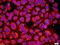 Colony Stimulating Factor 2 Receptor Alpha Subunit antibody, GTX37684, GeneTex, Immunohistochemistry frozen image 