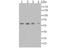 Alpha-1-Microglobulin/Bikunin Precursor antibody, NBP2-76910, Novus Biologicals, Western Blot image 