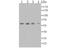 AMBP antibody, NBP2-76910, Novus Biologicals, Western Blot image 