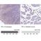 Periplakin antibody, NBP2-49306, Novus Biologicals, Immunohistochemistry paraffin image 