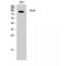 Neurotrophic Receptor Tyrosine Kinase 2 antibody, LS-C386519, Lifespan Biosciences, Western Blot image 