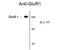 GluA1 antibody, GTX82670, GeneTex, Western Blot image 