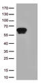 Glycoprotein A33 antibody, UM800174, Origene, Western Blot image 