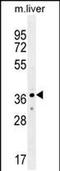 UBX Domain Protein 2A antibody, PA5-48180, Invitrogen Antibodies, Western Blot image 